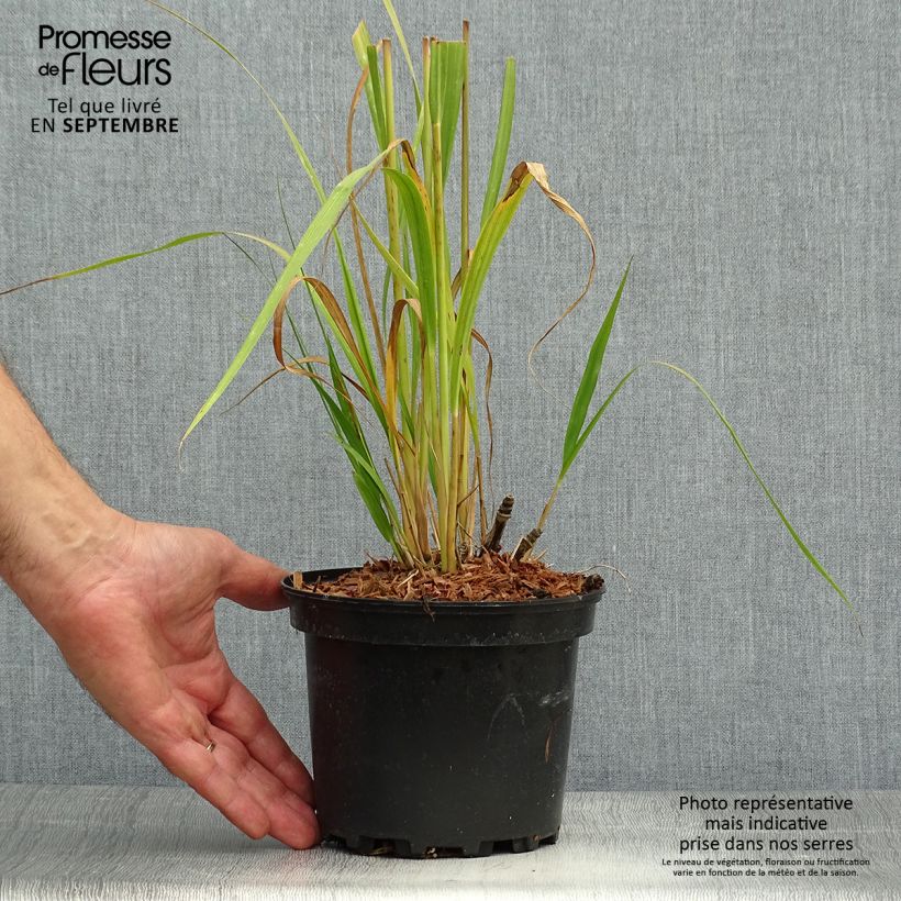 Example of Molinia caerulea subsp. arundinacea Transparent - Rohr-Pfeifengras Topf mit 2L/3L as you get in automne