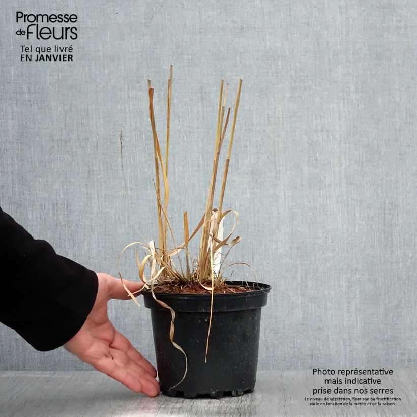 Exemplar von Molinia caerulea subsp. arundinacea Transparent - Rohr-Pfeifengras Topf mit 2L/3L wie im Winter geliefert