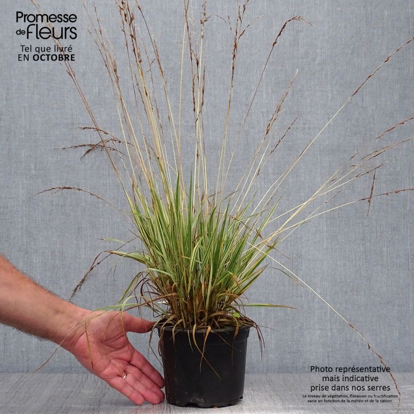 Example of Molinia caerulea subsp. caerulea Variegata - Rohr-Pfeifengras Topf mit 2L/3L as you get in automne