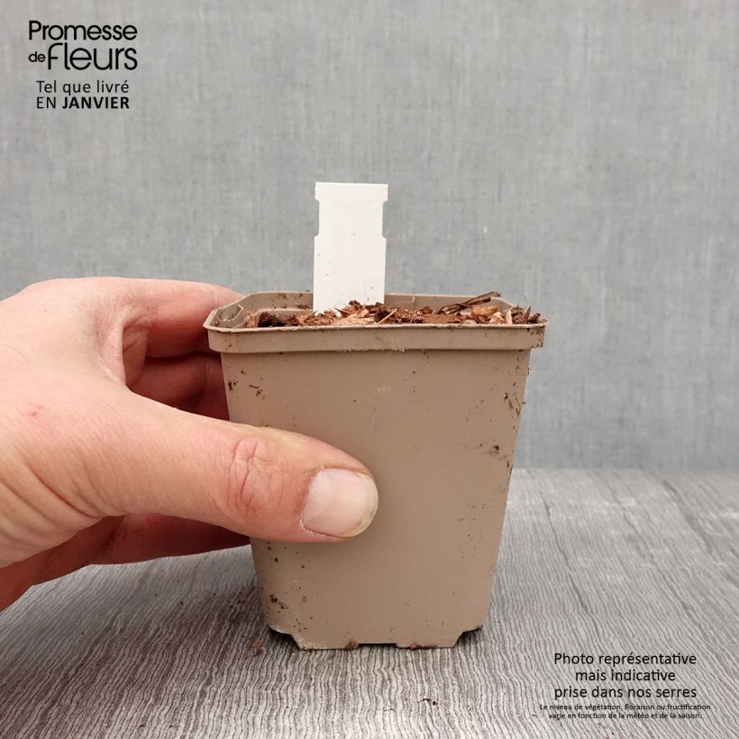 Exemplar von Molopospermum peloponnesiacum - Striemensame Kleine Töpfe von 8/9 cm wie im Winter geliefert