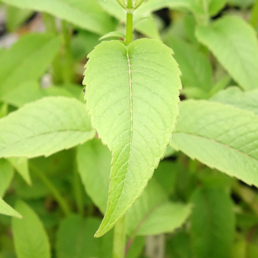 Monarda Beauty of Cobham - Indianernessel (Foliage)