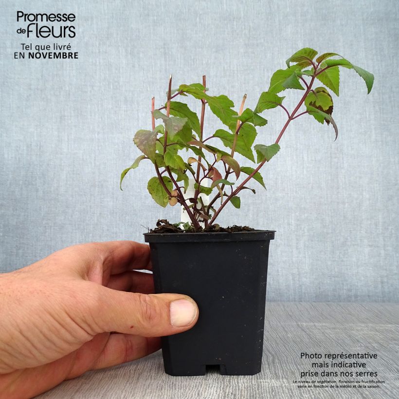 Example of Monarda Blaustrumpf - Indianernessel Kleine Töpfe von 8/9 cm as you get in automne