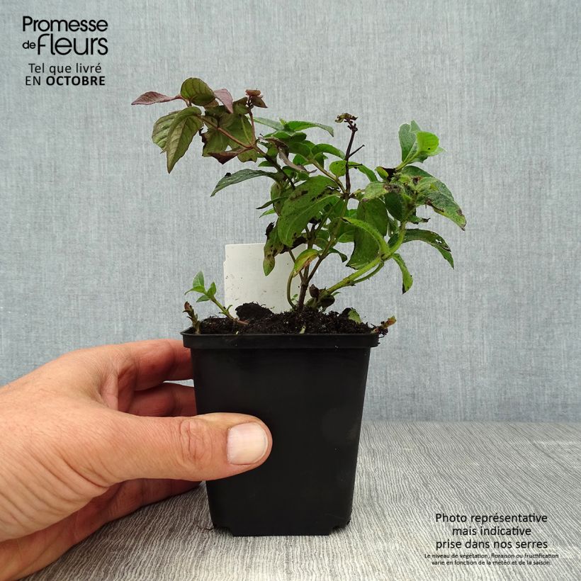 Example of Monarda bradburiana - Indianernessel Kleine Töpfe von 8/9 cm as you get in automne