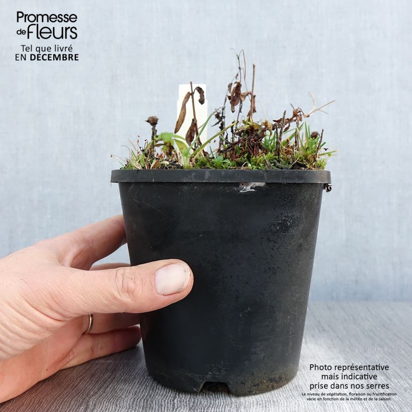 Exemplar von Monarda didyma Cranberry Lace - Goldmelisse Topf mit 1,5L/2L wie im Winter geliefert