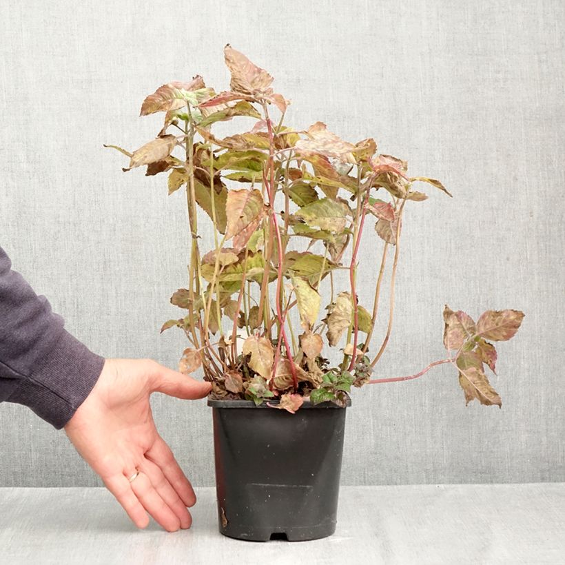 Exemplar von Monarda didyma Pink Supreme - Goldmelisse Topf mit 1,5L/2L wie im Herbst geliefert