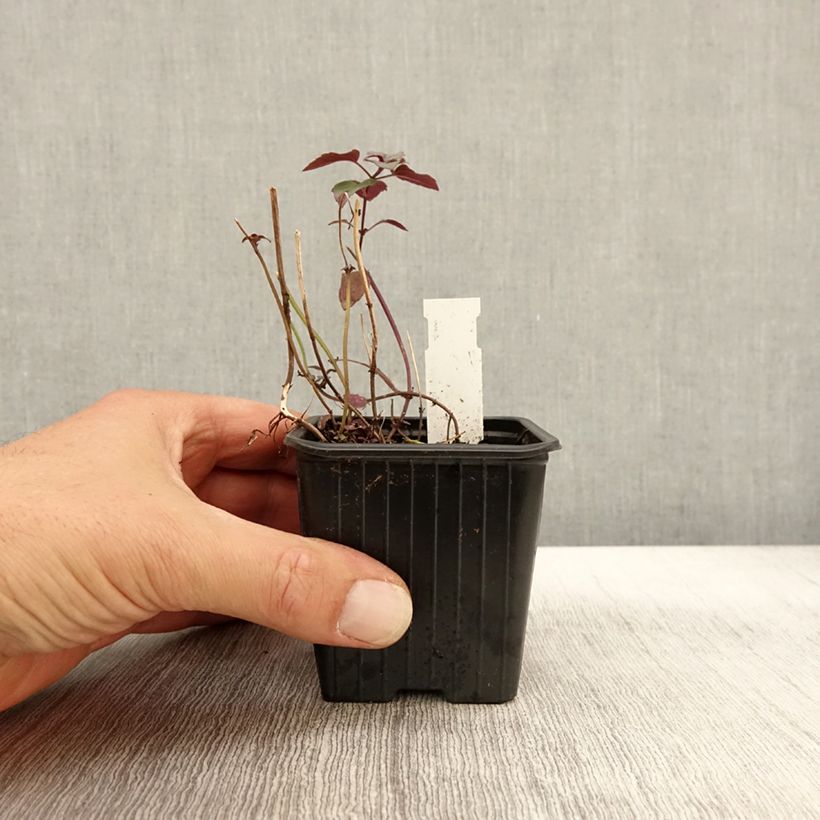 Example of Monarda fistulosa subsp.menthifolia - Indianernessel Kleine Töpfe von 8/9 cm as you get in automne