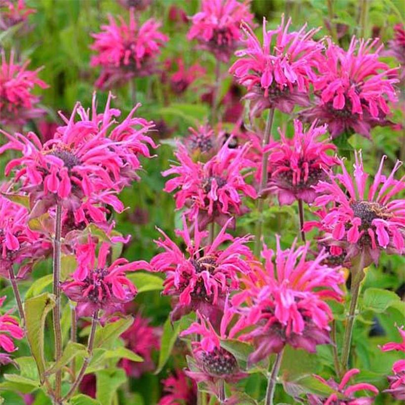 Monarda Heidelerche - Indianernessel (Flowering)
