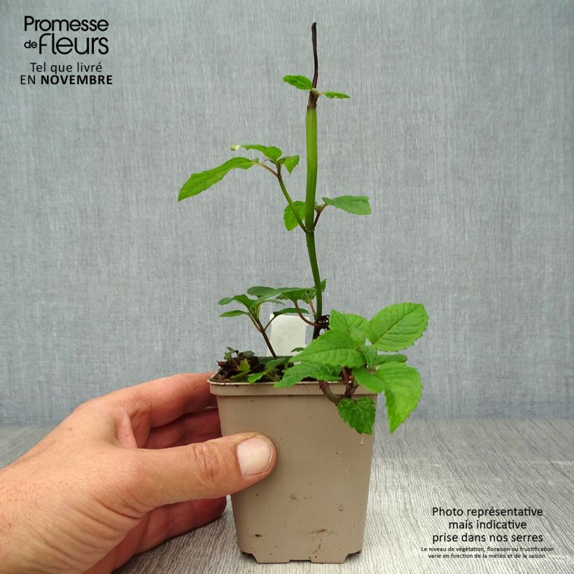 Example of Monarda Jacob Cline - Indianernessel Kleine Töpfe von 8/9 cm as you get in automne
