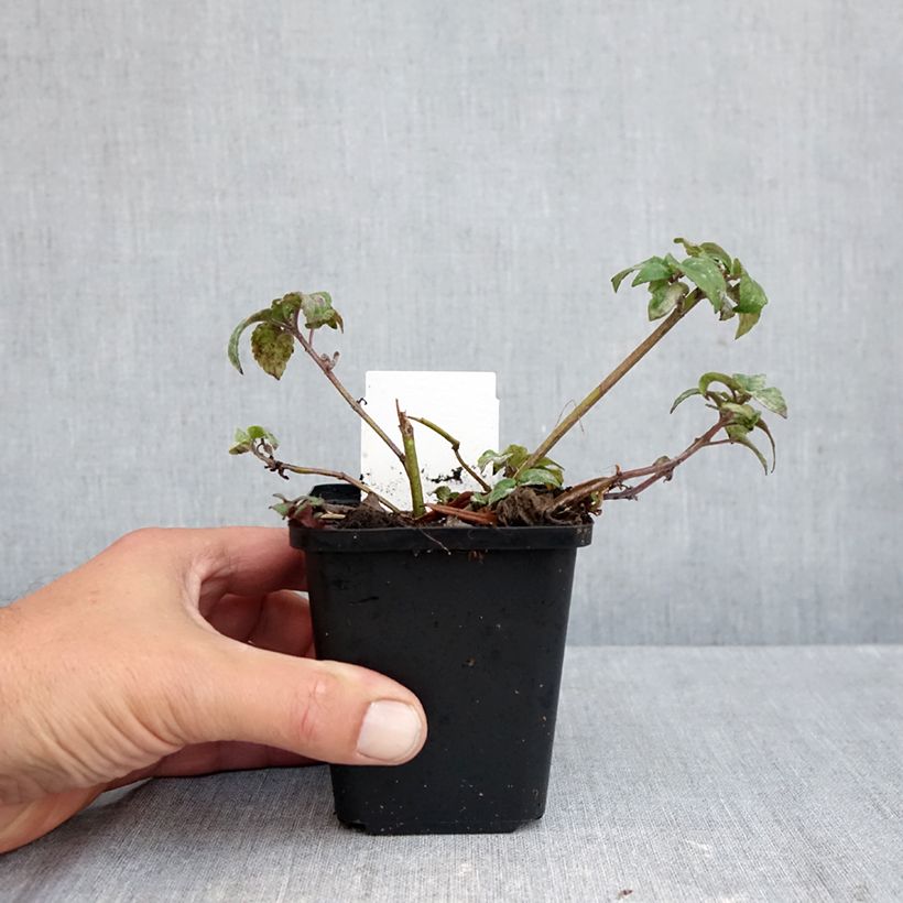 Exemplar von Monarda Melissa - Indianernessel Kleine Töpfe von 8/9 cm wie im Herbst geliefert