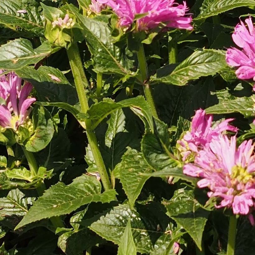 Monarda Petite Delight - Indianernessel (Foliage)