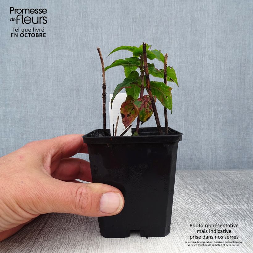 Example of Monarda Petite Delight - Indianernessel Kleine Töpfe von 8/9 cm as you get in automne