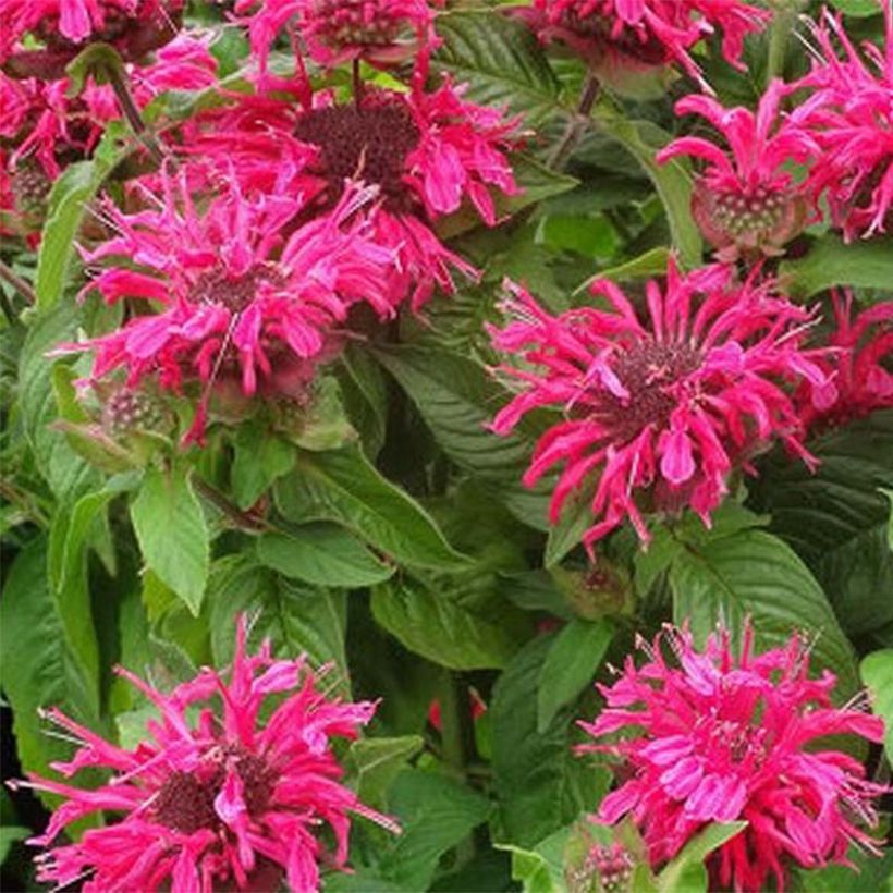 Monarda Pink Lace - Indianernessel (Flowering)