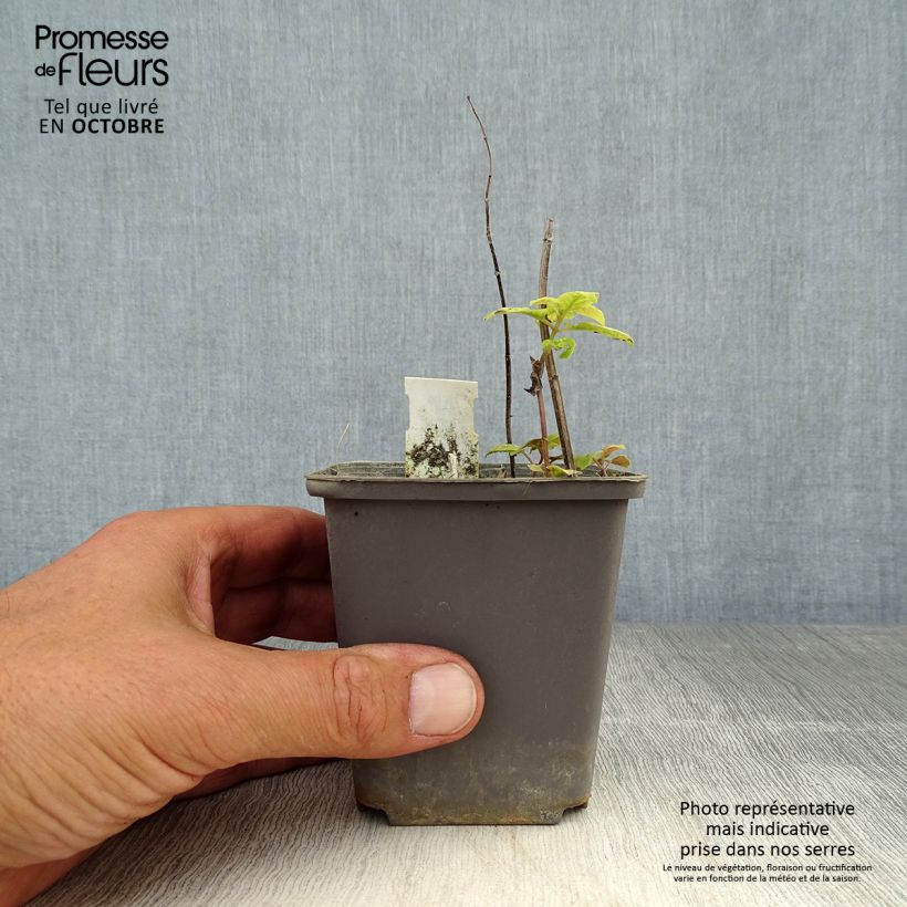 Example of Monarda Prärienacht - Indianernessel Kleine Töpfe von 8/9 cm as you get in automne