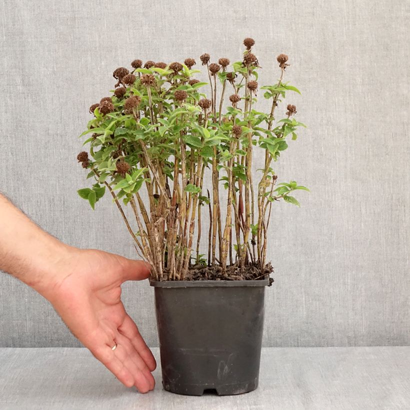 Example of Monarda didyma Sugar Buzz Pink Frosting - Goldmelisse Topf mit 1,5L/2L as you get in ete