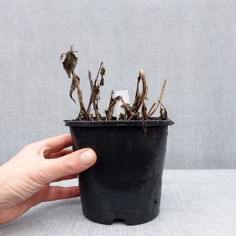 Exemplar von Monarda didyma Sugar Buzz Pink Frosting - Goldmelisse Topf mit 1,5L/2L wie im Winter geliefert