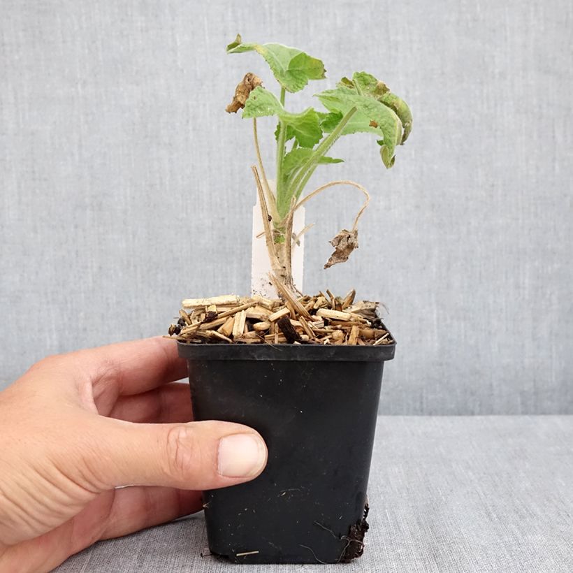 Example of Silberblatt Alba - Lunaria annua Kleine Töpfe von 8/9 cm as you get in ete