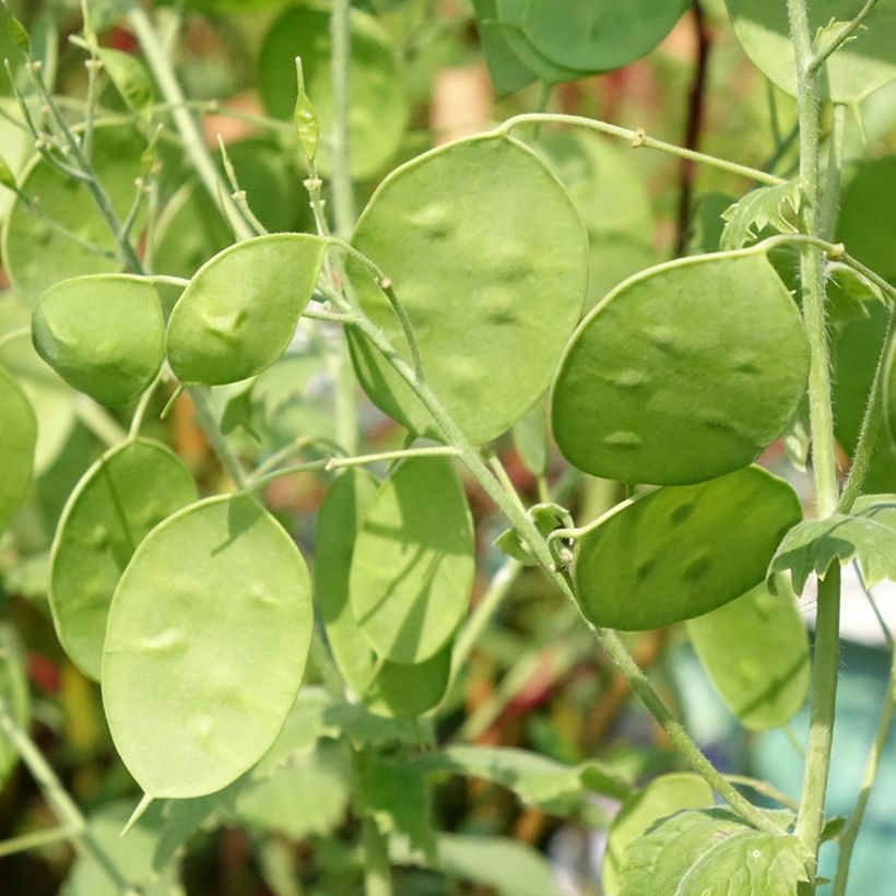 Silberblatt Alba - Lunaria annua (Foliage)