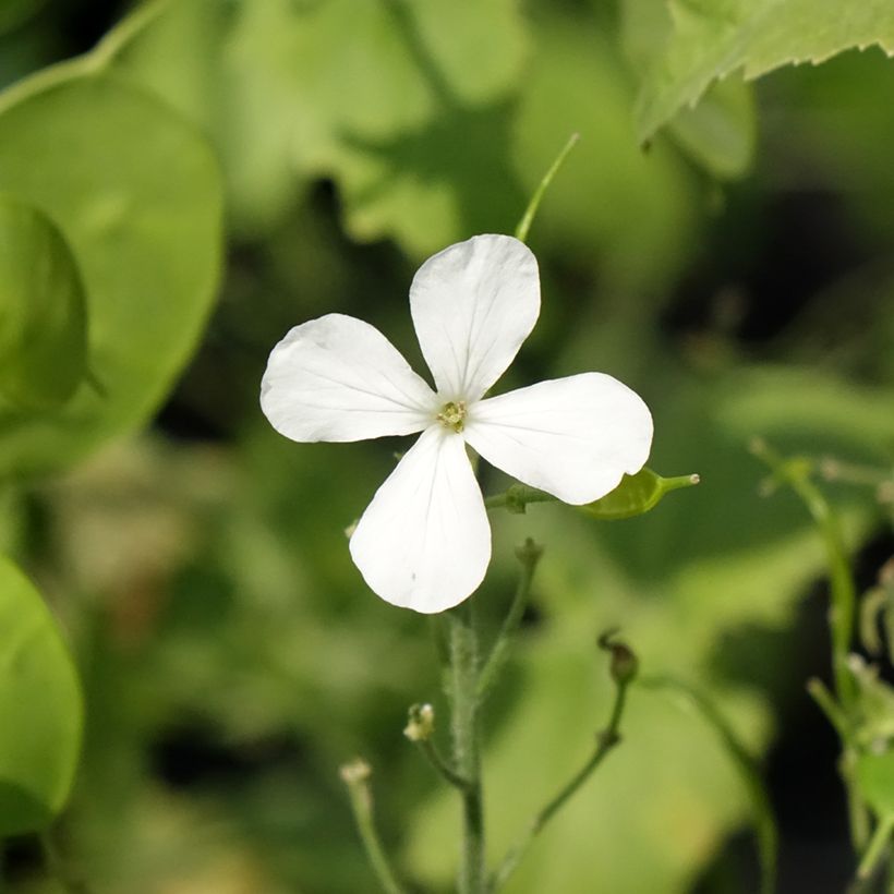 Silberblatt Alba - Lunaria annua (Flowering)