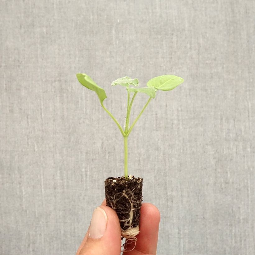 Example of Silberblatt Alba - Lunaria annua Mini-Plug Ø 1,5/2,5 cm as you get in automne