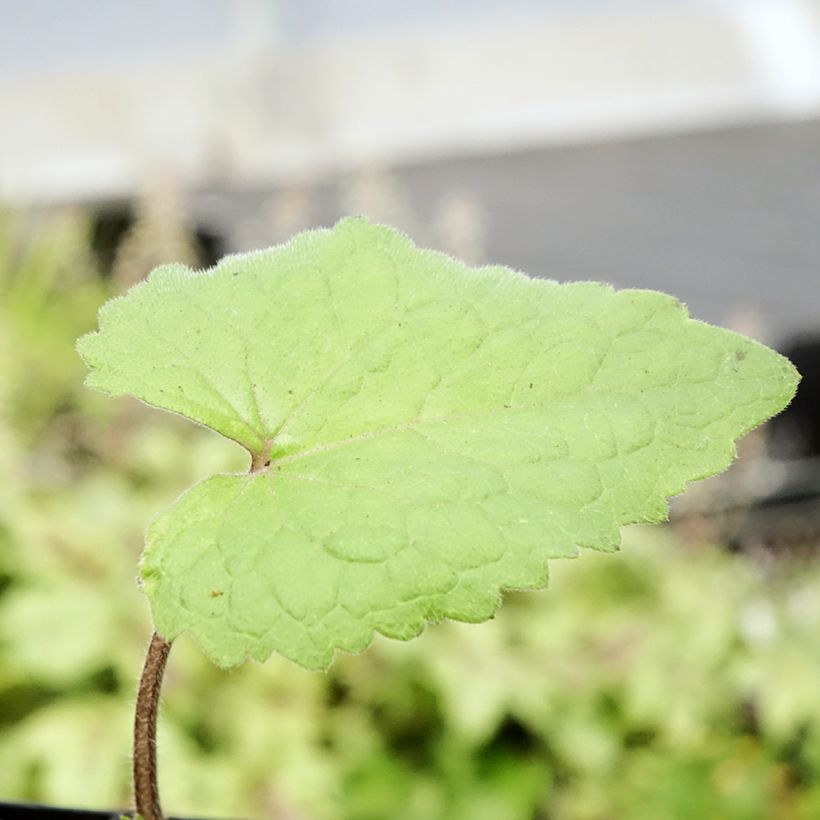Silberblatt - Lunaria annua (Foliage)