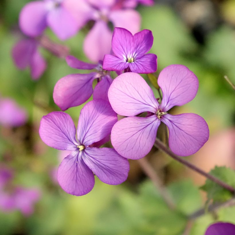 Silberblatt - Lunaria annua (Flowering)