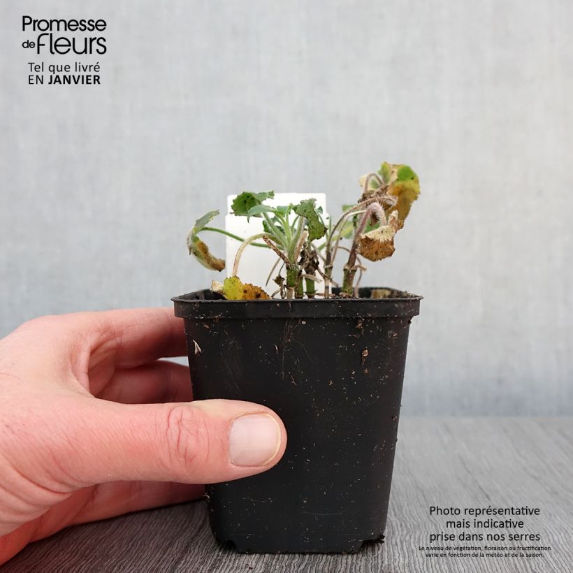 Exemplar von Silberblatt - Lunaria annua Kleine Töpfe von 8/9 cm wie im Winter geliefert