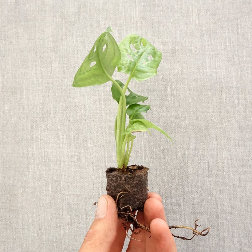 Example of Monstera adansonii - Fensterblatt Mini-plante as you get in printemps