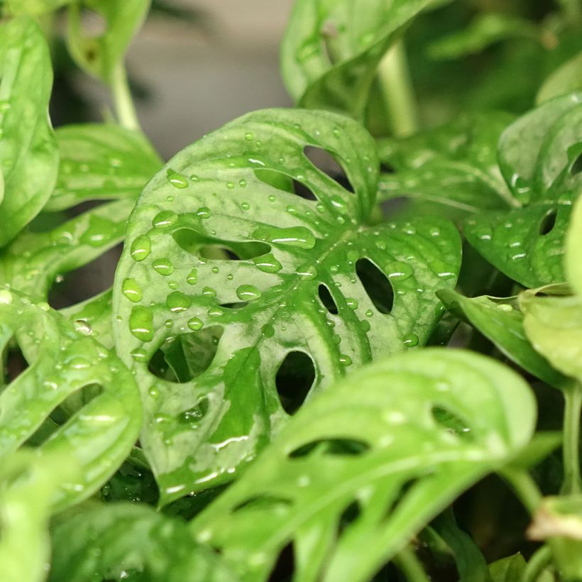 Monstera obliqua -Fensterblatt (Laub)