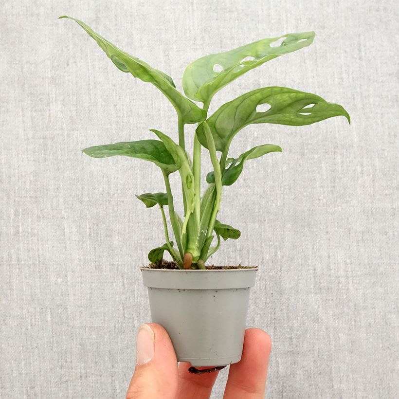 Example of Monstera obliqua -Fensterblatt Mini-plante as you get in printemps