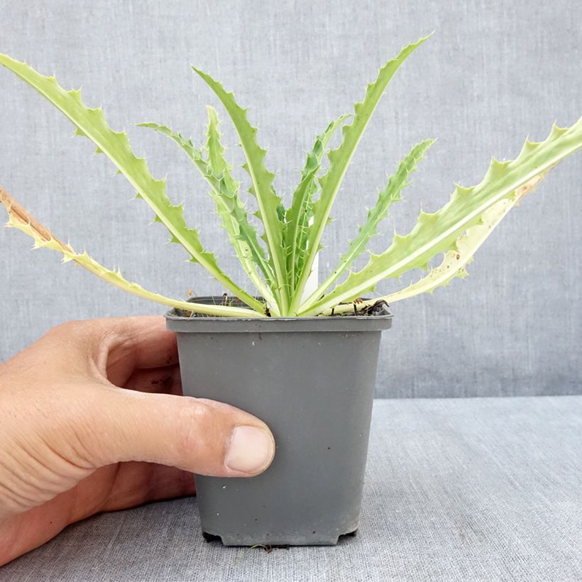 Example of Morina longifolia - Kardendistel Kleine Töpfe von 8/9 cm as you get in ete