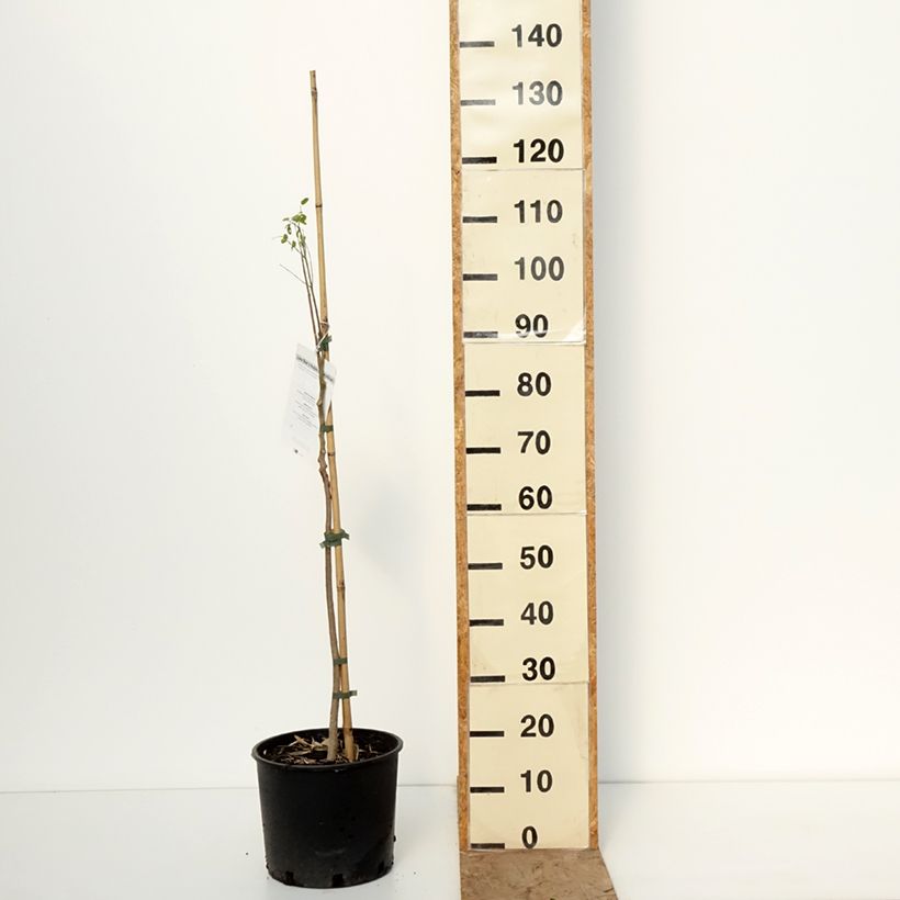 Exemplar von Moringa oleifera - Pferderettichbaum Topf mit 7,5L/10L wie im Winter geliefert