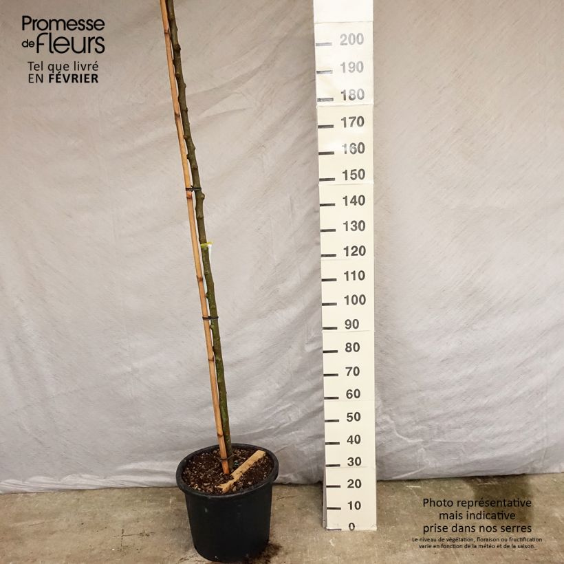 Example of Morus alba Fruitless - Weißer Maulbeerbaum Topf mit 18L/20L as you get in automne