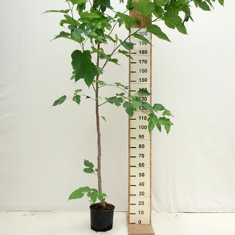Example of Morus alba Fruitless - Weißer Maulbeerbaum Topf mit 7,5L/10L as you get in ete