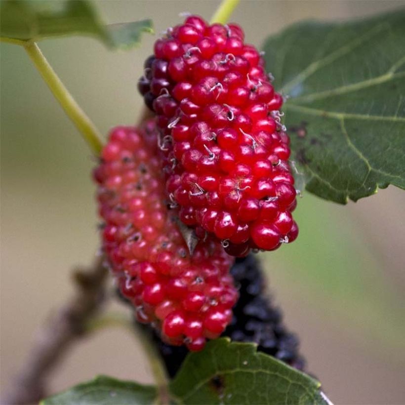 Morus alba Giant Fruit - Weißer Maulbeerbaum (Harvest)