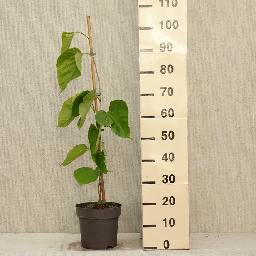 Example of Morus alba Giant Fruit - Weißer Maulbeerbaum Topf mit 3L/4L as you get in automne