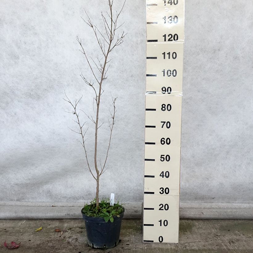 Example of Morus alba - Weißer Maulbeerbaum Topf mit 7,5L/10L as you get in automne