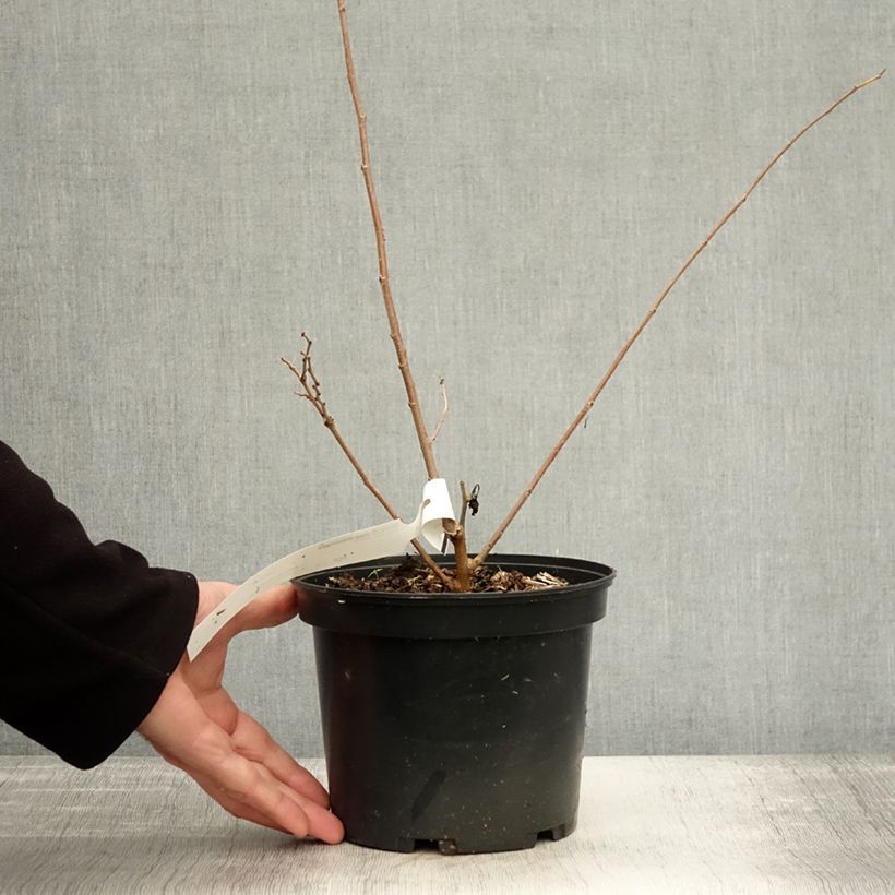 Example of Weißer Maulbeerbaum Milanowek - Morus alba Topf mit 3L/4L as you get in automne