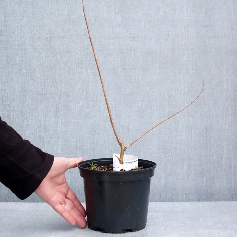 Exemplar von Weißer Maulbeerbaum Milanowek - Morus alba Topf mit 3L/4L wie im Winter geliefert