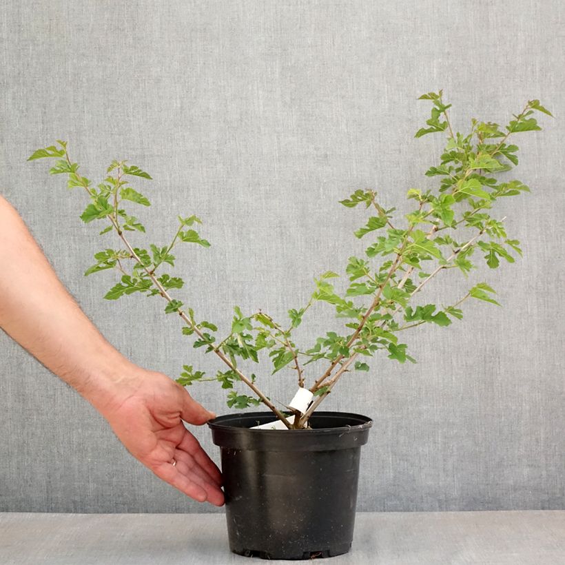 Exemplar von Weißer Maulbeerbaum Milanowek - Morus alba Topf mit 3L/4L wie im Frühjahr geliefert