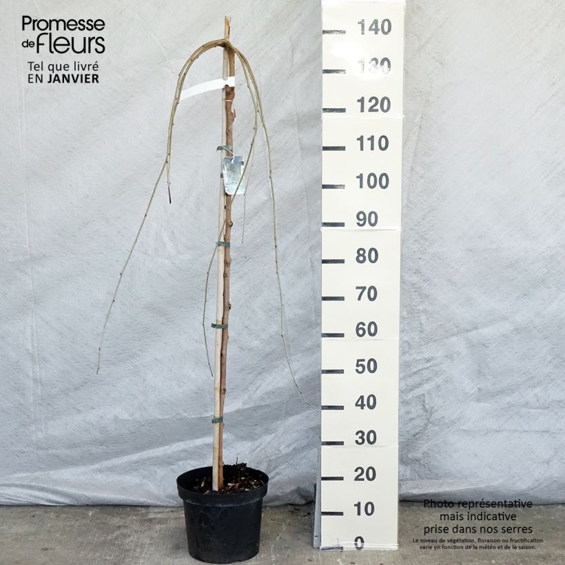 Exemplar von Morus alba Pendula - Weißer Maulbeerbaum Topf mit 7,5L/10L wie im Winter geliefert