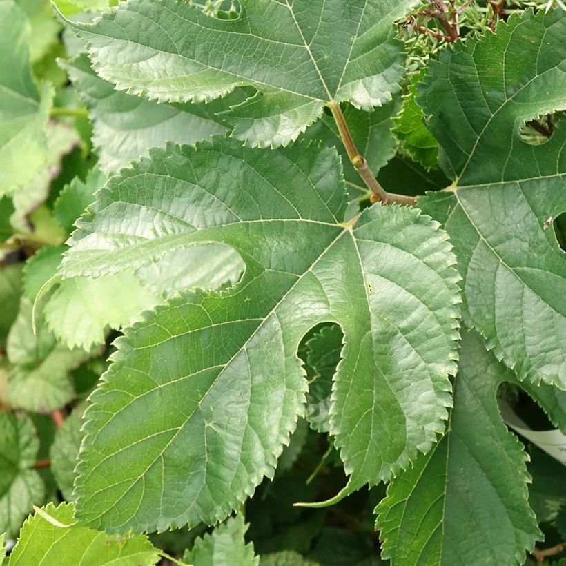 Weißer Maulbeerbaum Shin Tso - Morus alba (Foliage)