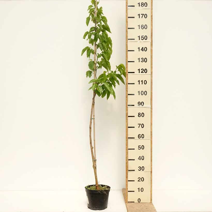 Exemplar von Morus latifolia Spirata - Maulbeerbaum Topf mit 4L/5L wie im Frühjahr geliefert