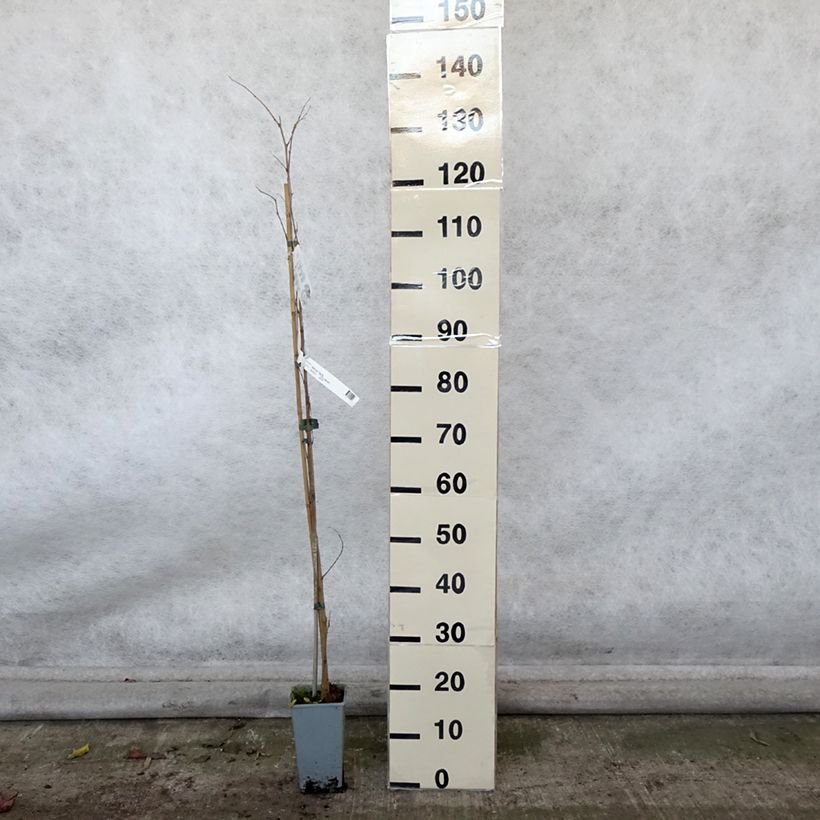 Example of Morus nigra - Schwarzer Maulbeerbaum Topf mit 1,5L/2L as you get in automne