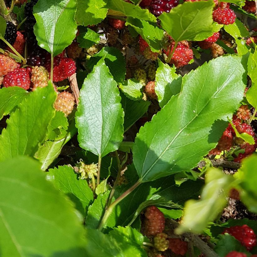 Zwerg-Maulbeere Bonbonberry ‘Mojo Berry’ - Morus rotundiloba (Foliage)