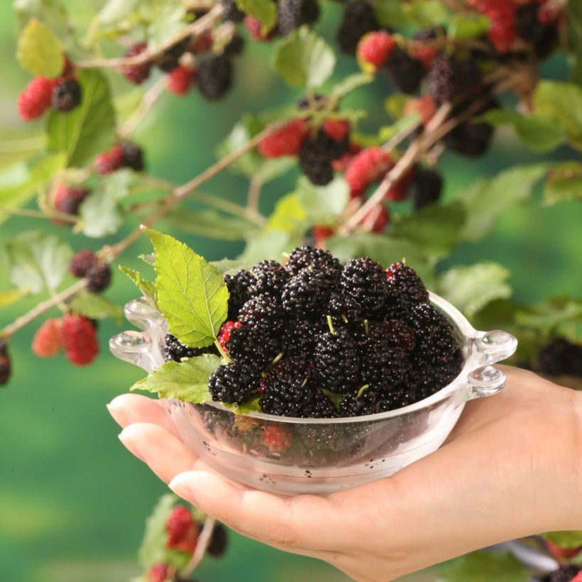 Zwerg-Maulbeere Bonbonberry ‘Mojo Berry’ - Morus rotundiloba (Harvest)