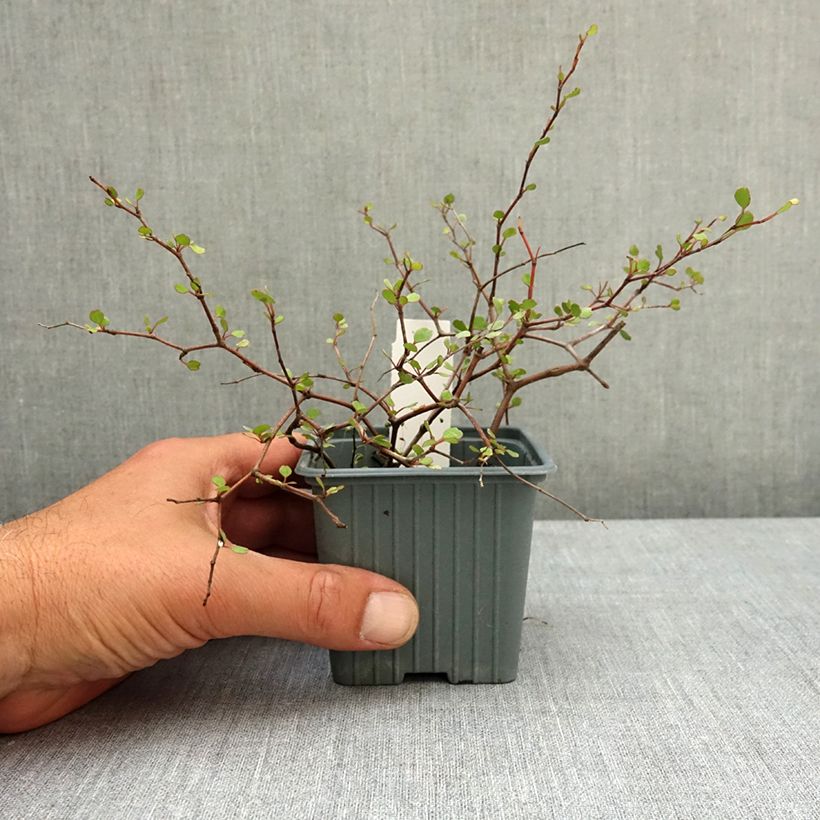 Exemplar von Muehlenbeckia astonii - Strauchiger Tororaro Kleine Töpfe von 8/9 cm wie im Frühjahr geliefert