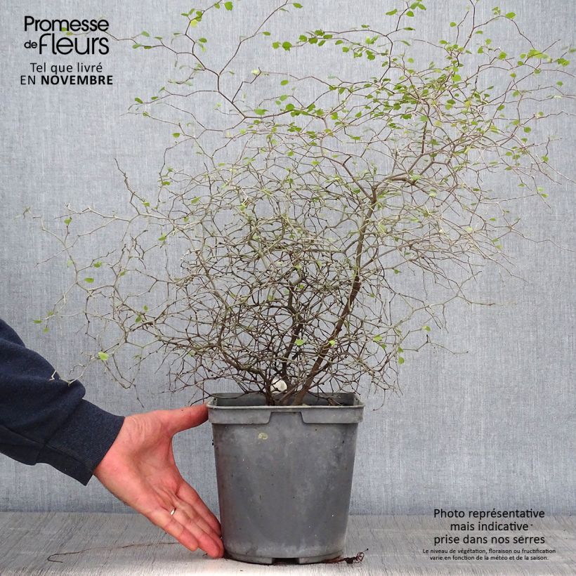 Example of Muehlenbeckia astonii - Strauchiger Tororaro Topf mit 3L/4L as you get in automne