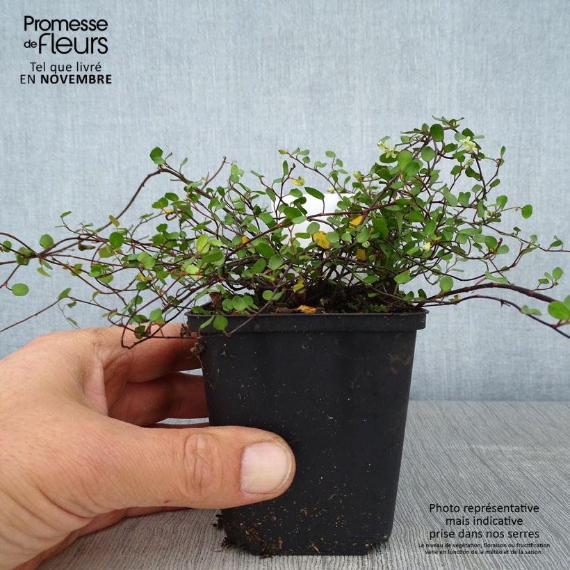Example of Muehlenbeckia axillaris - Teppich-Drahtstrauch Kleine Töpfe von 8/9 cm as you get in automne