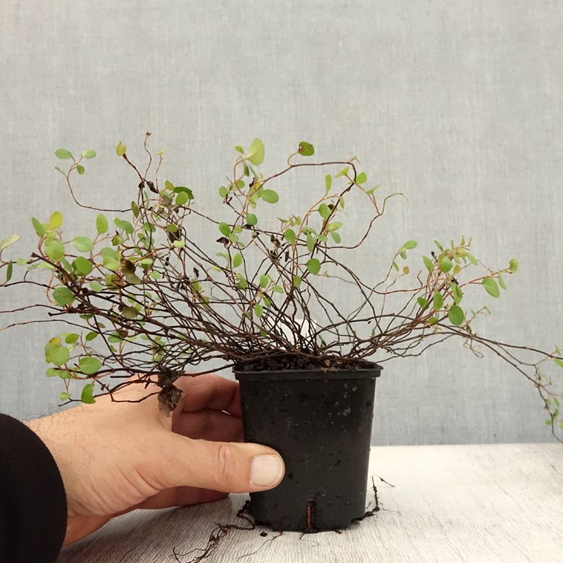 Example of Muehlenbeckia complexa - Mühlenbeckie Kleine Töpfe von 8/9 cm as you get in automne