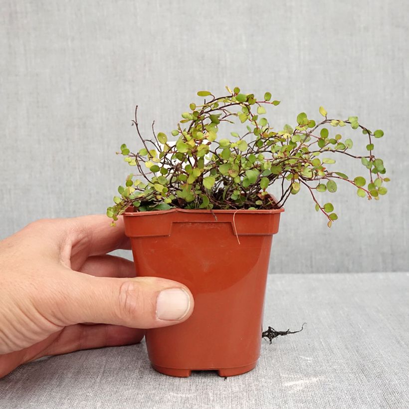 Exemplar von Muehlenbeckia complexa Golden Girl - Mühlenbeckie Kleine Töpfe von 8/9 cm wie im Herbst geliefert